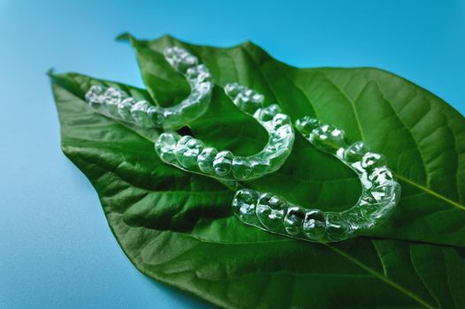 Invisible plastic braces three pieces lie on a green succulent leaf from a flower on a blue background, studio shot.