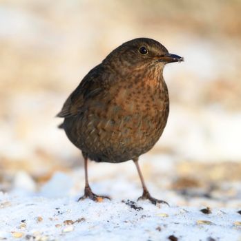 A beautiful female Blackbird in wintertime. a single bird outdoors