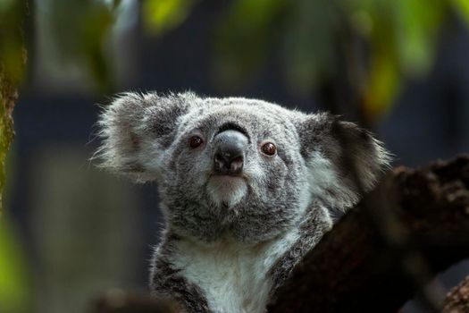 The koala is an arboreal herbivorous marsupial native to Australia. It is the extant representative of the family Phascolarctidae and its closest living relatives are the wombats. Taronga Zoo, Sydney