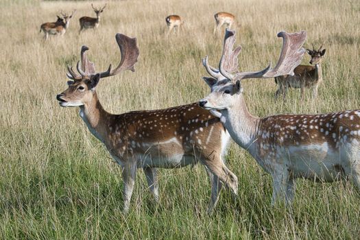 Leucistic variants of European fallow deer. Male (buck) of fallow deer