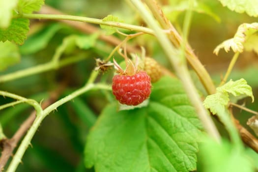 Red raspberry in garden. Branch of ripe raspberries, close up. Selective focus