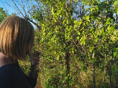 elegant lady picking plums and peaches in a farm during summer