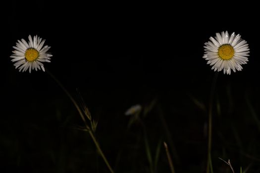 close-up of two daisies isolated on a black background