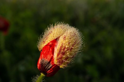 poppy emerging from its cocoon with dewdrops at sunrise illuminated by the sun