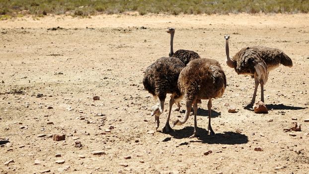 Flightless, but fleet of foot. ostriches on the plains of Africa of animals on the plains of Africa