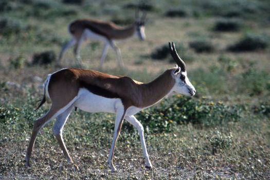 springbok (antidorcas marsupialis), etosha national park, namibia, africa