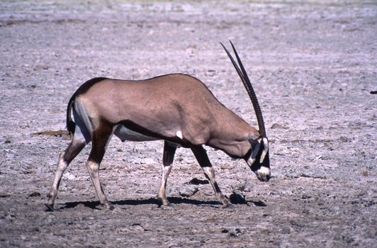gemsbok (oryx gazella) etosha national park, namibia, africa