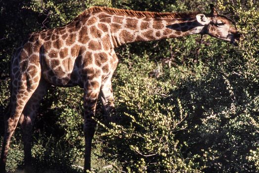 Portrait of a  giraffe (Giraffa camelopardalis) Etosha national park, Namibia, africa