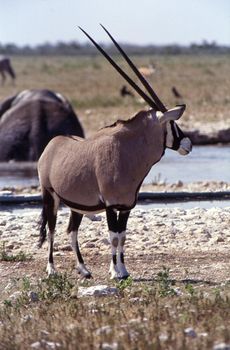 gemsbok (oryx gazella) etosha national park, namibia, africa