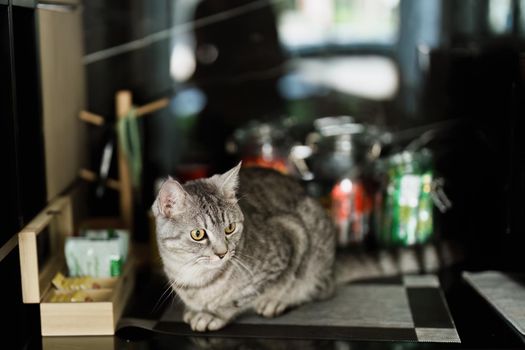 A portrait of a loving cat with brown stripes sitting at a table.