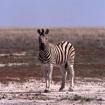 plains zebra (equus burchellii), etosha national park, namibia, africa