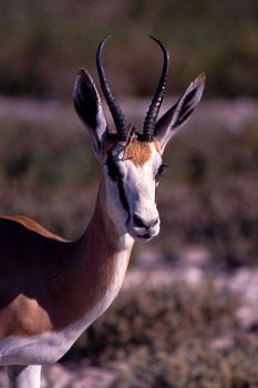 springbok (antidorcas marsupialis), etosha national park, namibia, africa
