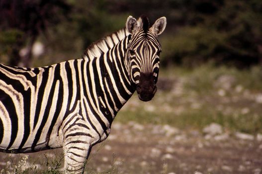 plains zebra (equus burchellii), etosha national park, namibia, africa