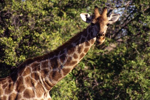 giraffe (giraffa camelopardalis) etosha national park, namibia, africa