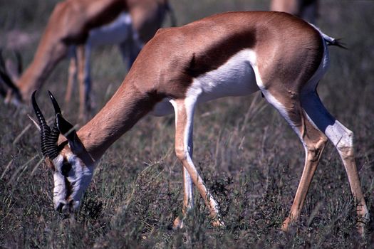 springbok (antidorcas marsupialis), etosha national park, namibia, africa