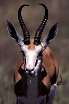 springbok (antidorcas marsupialis), etosha national park, namibia, africa
