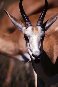 springbok (antidorcas marsupialis), etosha national park, namibia, africa