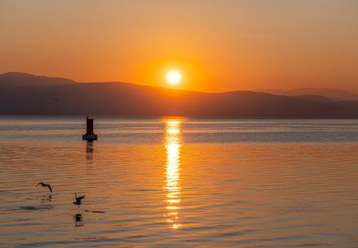 Silhouette Seagulls Swimming On Lake During Sunset