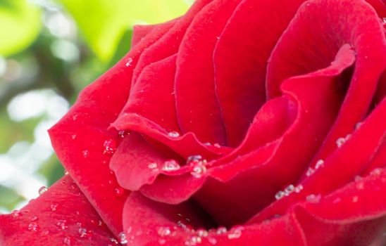 red rose in garden raindrops, close up macro