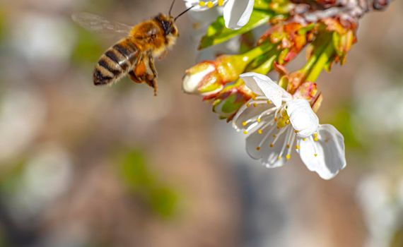 spring bee flower cherry in garden macro, close up