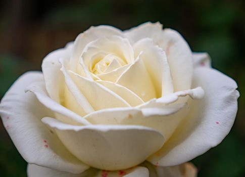 white roses in the garden macro, close up