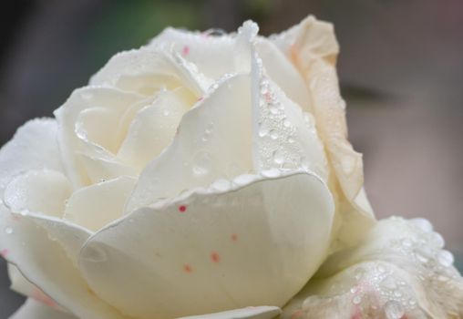 white roses in the garden with raindrops, macro