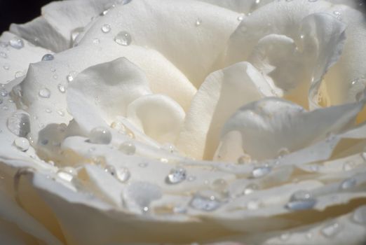 white roses in the garden with raindrops, macro