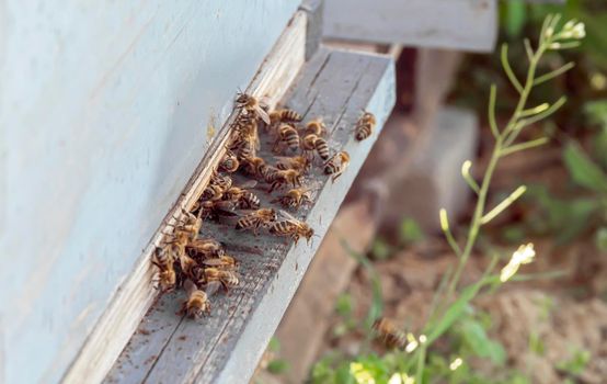 Honey bees at coming and going at the hive close up