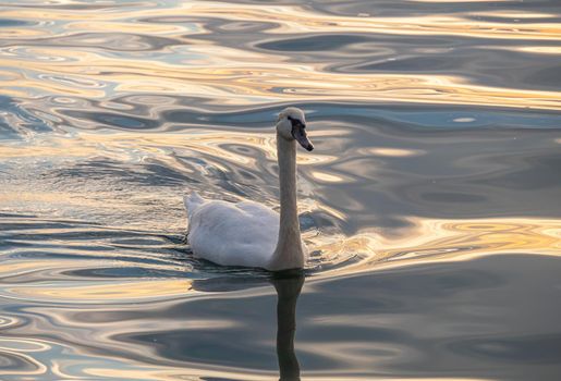 Beautiful View Of A Graceful Swan In Lake