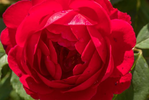 red rose in garden macro close up