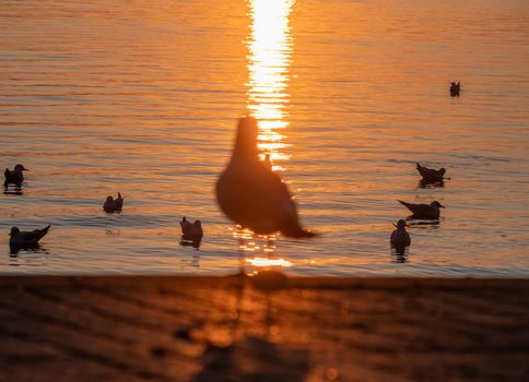 Silhouette Seagulls Swimming On Lake During Sunset