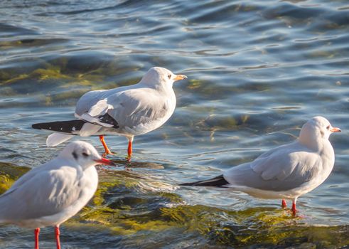 Seagulls In blue Lake wave, close up