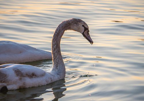 Beautiful View Of A Graceful Swan In Lake