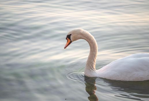 Beautiful View Of A Graceful Swan In Lake