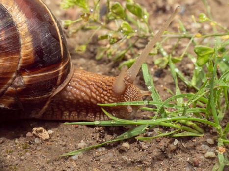 snail close up in the garden macro