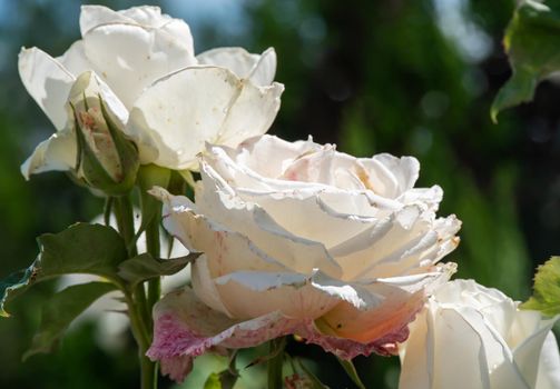 white roses in the garden macro, close up