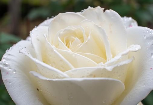 white roses in the garden with raindrops, macro