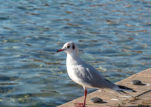 Gulls At The Edge of the lake