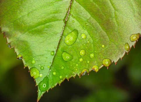 macro green leaf rain drop, close up