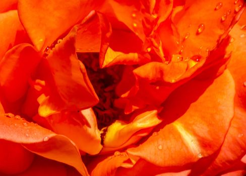 orange roses in the garden with raindrops close up