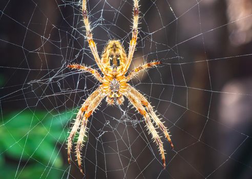 Spider On The Web macro, close up