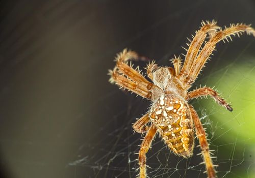 Spider On The Web macro, close up