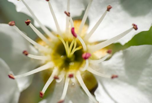 spring flower cherry in garden macro, close up