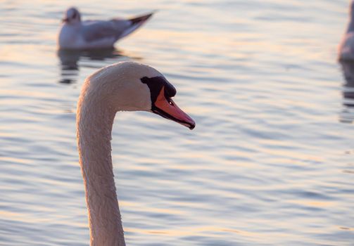 Beautiful View Of A Graceful Swan In Lake