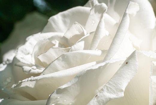 white roses in the garden with raindrops, macro