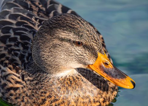 Close Up macro Of Duck Swimming In Lake