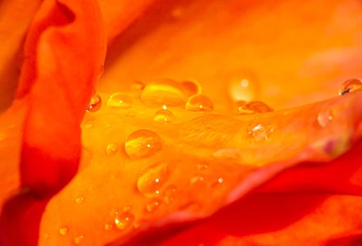 orange roses in the garden with raindrops close up