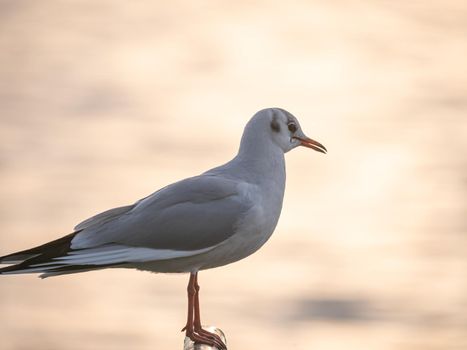 Bird Seagull Standing in sunset, lake sunset