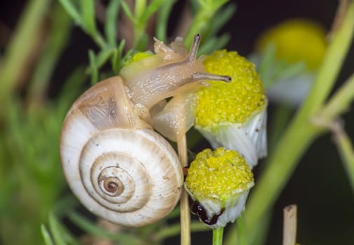 snail close up in the garden macro