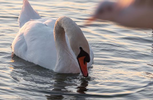Beautiful View Of A Graceful Swan In Lake